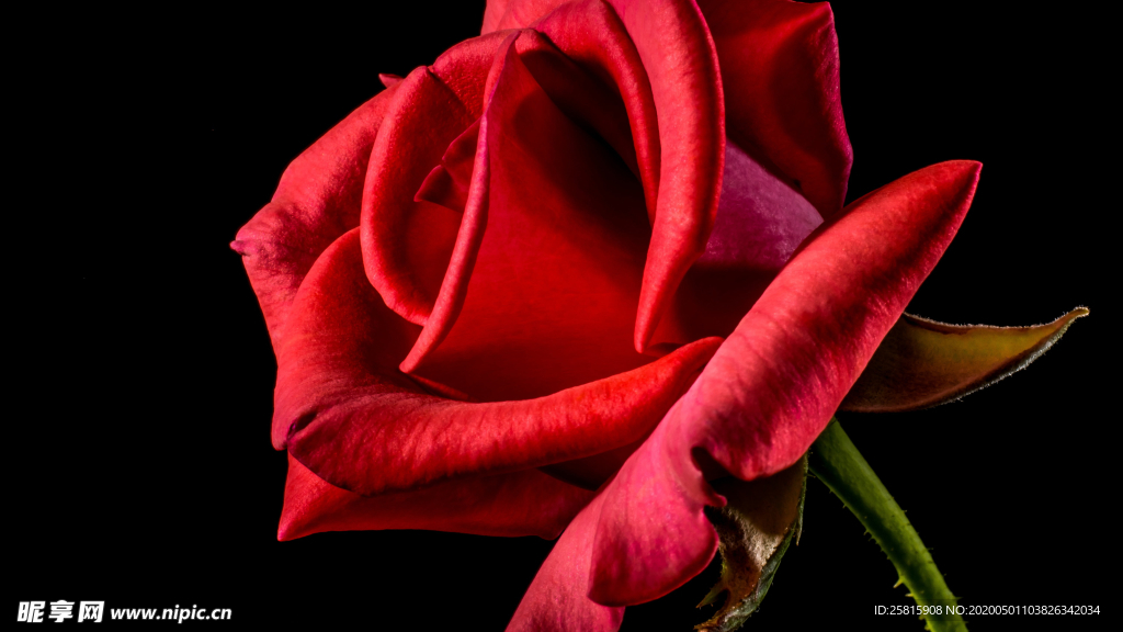 红玫瑰花月季花图片