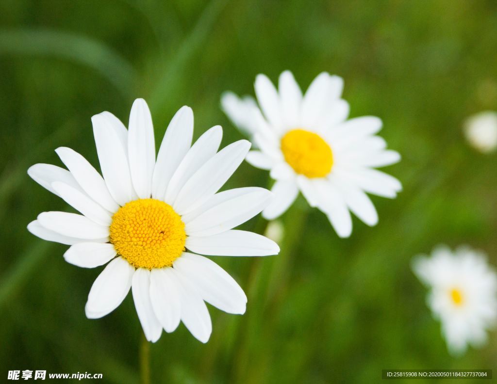 雏菊花清新图片