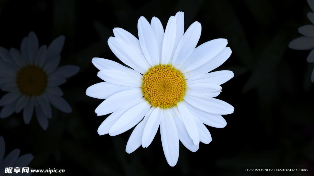 雏菊花清新图片