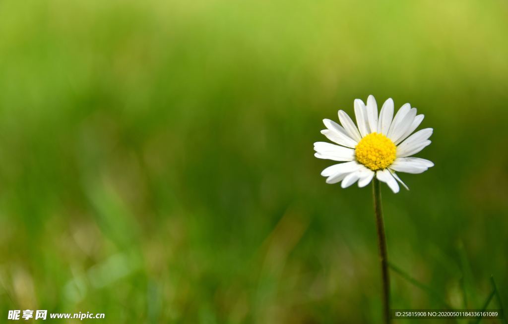 雏菊花清新图片