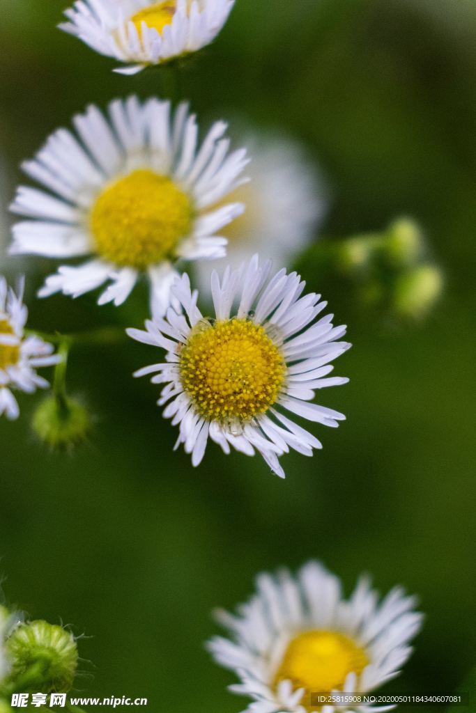 雏菊花清新图片