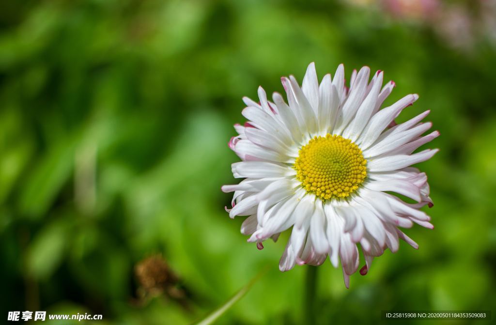雏菊花清新图片