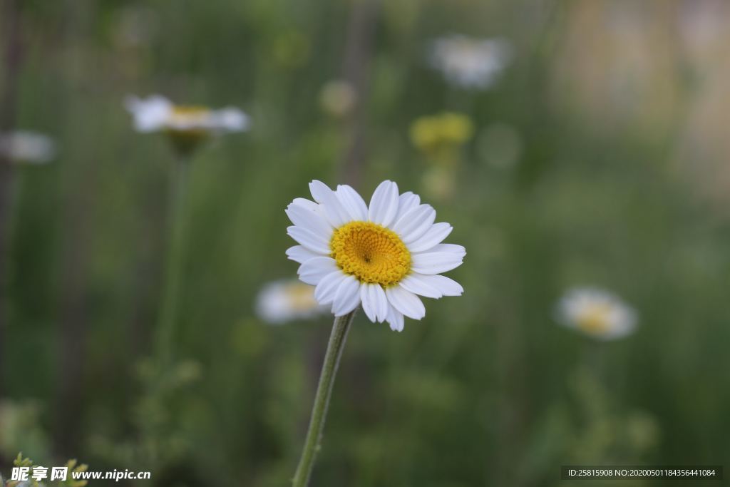 雏菊花清新图片