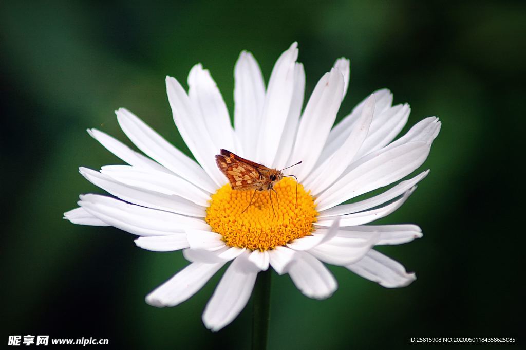 雏菊花清新图片
