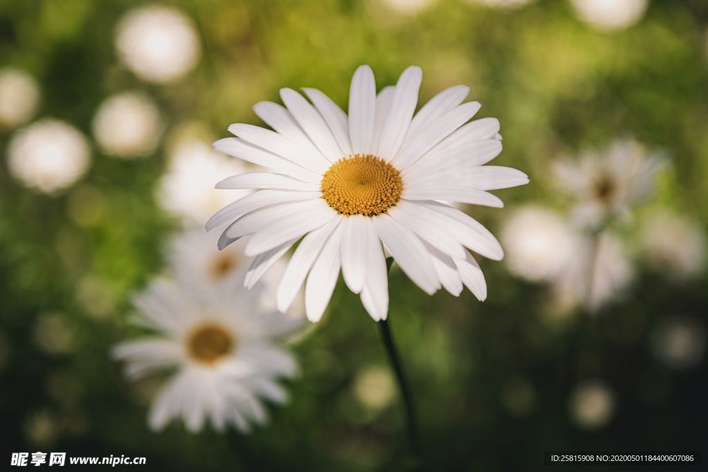 雏菊花清新图片