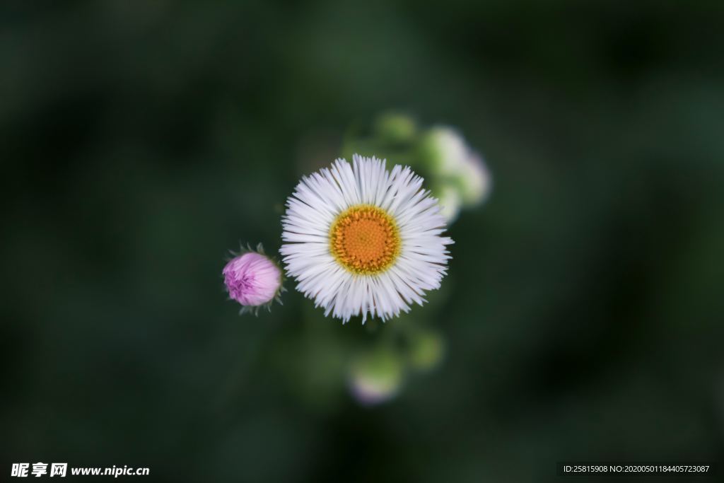 雏菊花清新图片