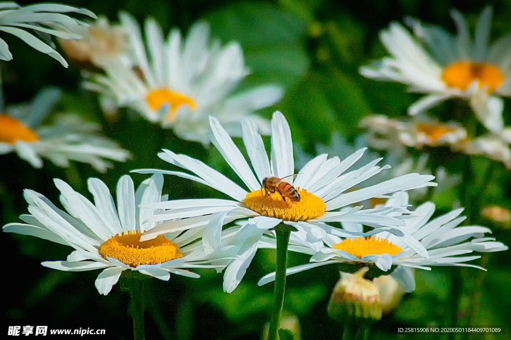 雏菊花清新图片