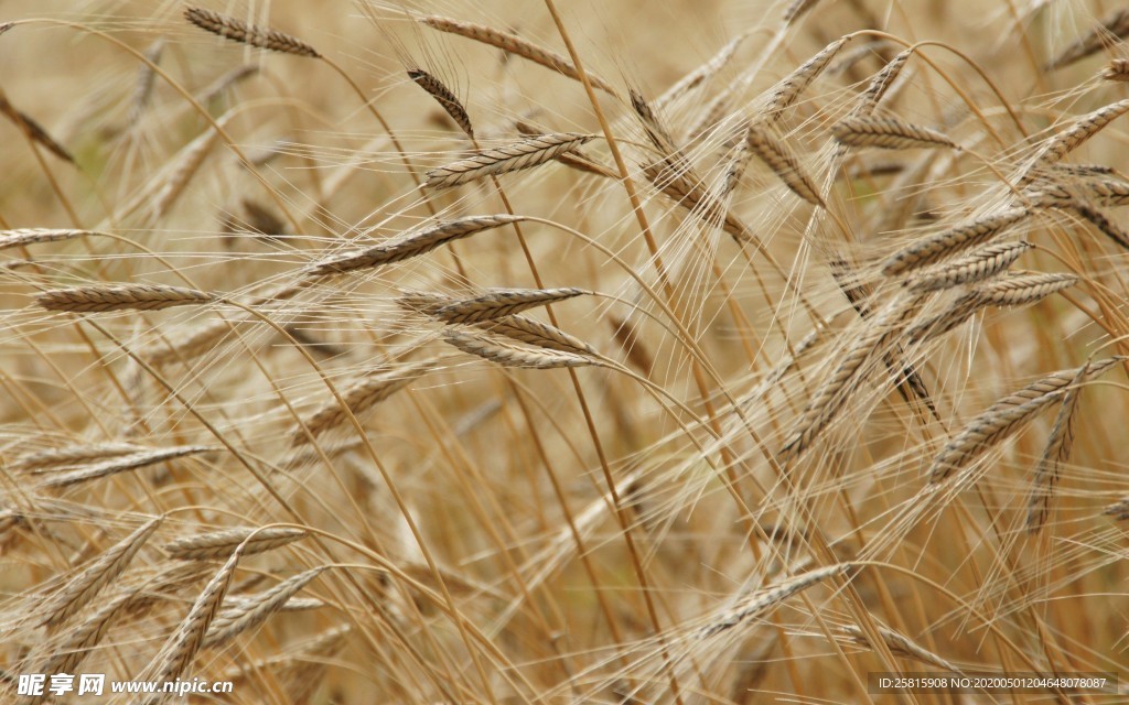 麦穗成熟丰收图片
