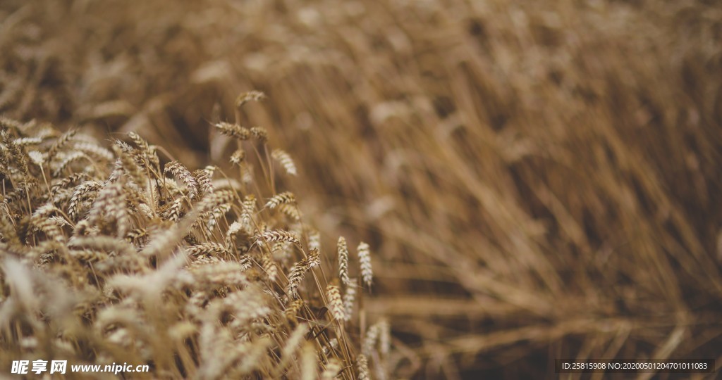 麦穗成熟丰收图片