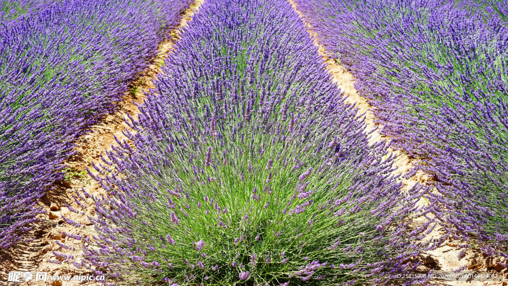 薰衣草田园图片