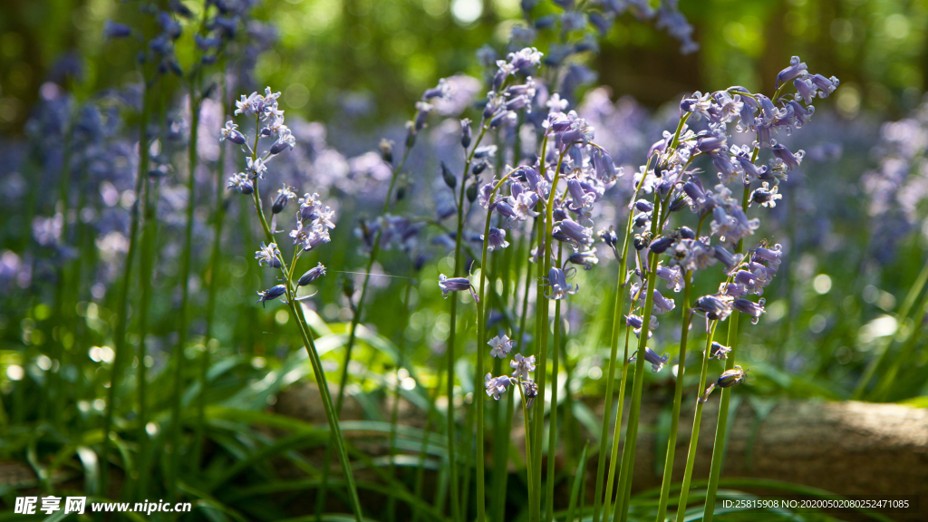 薰衣草田园图片