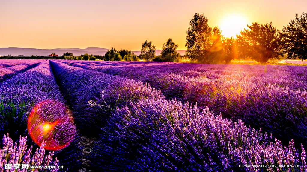 薰衣草田园图片