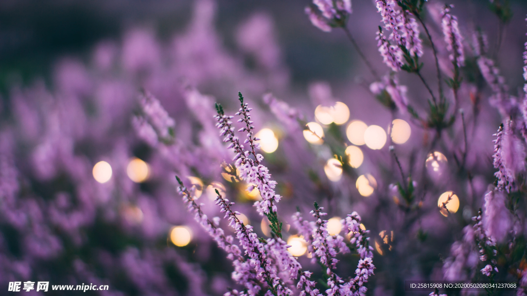 薰衣草田园图片