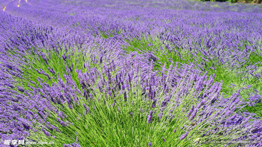 薰衣草田园图片