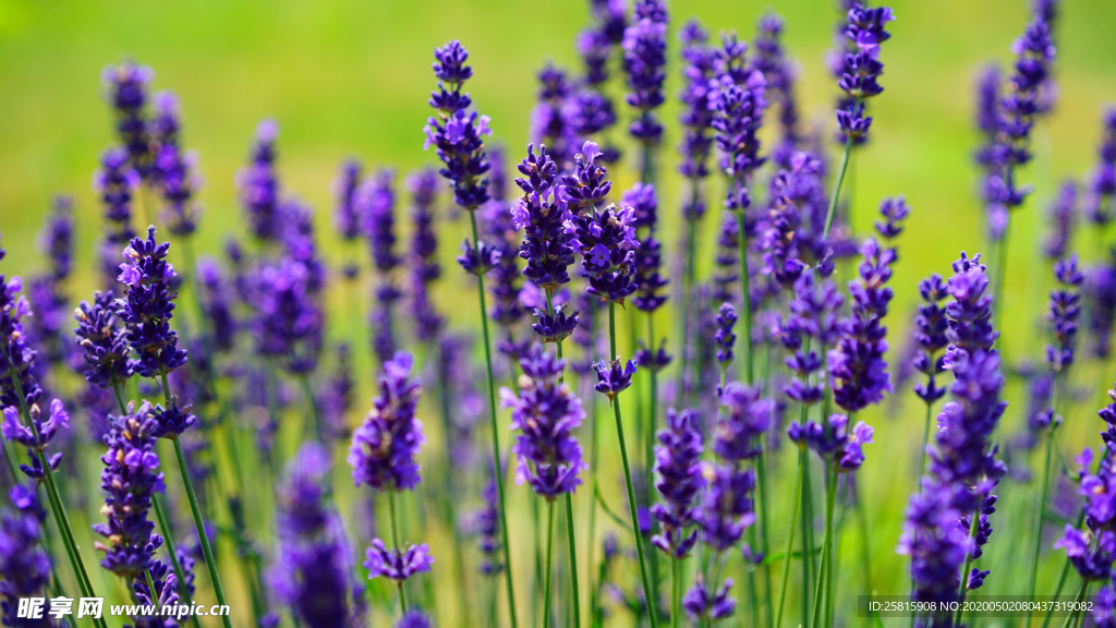 薰衣草田园图片