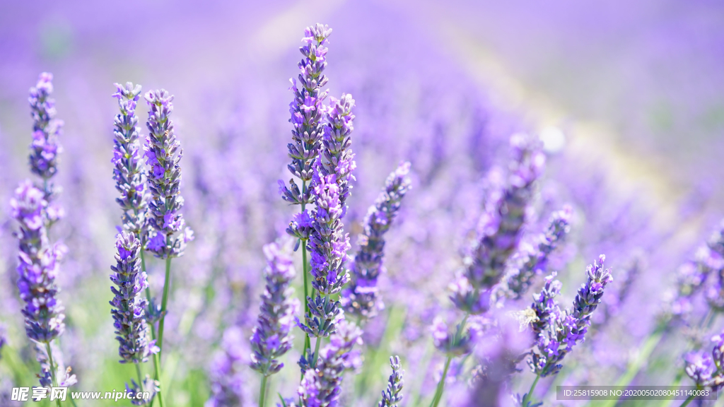 薰衣草田园图片