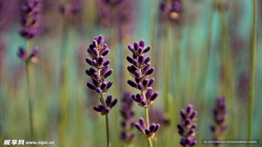 薰衣草田园图片