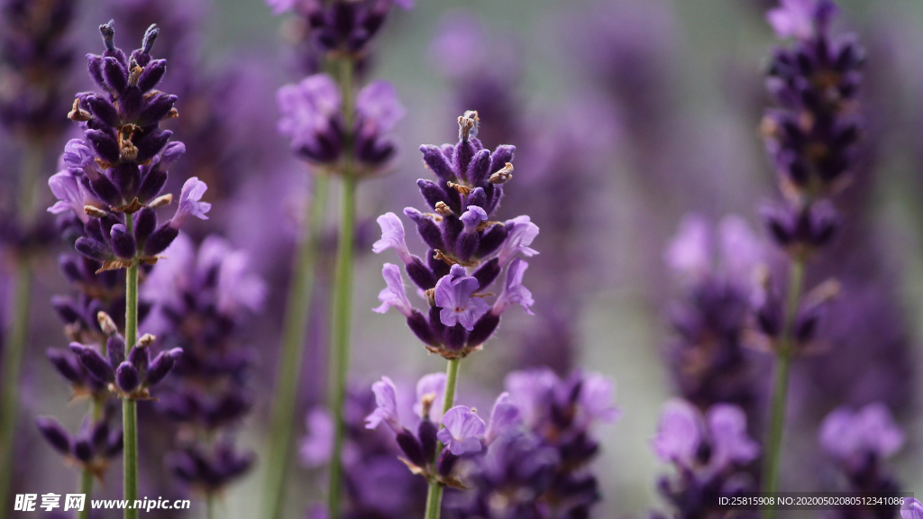 薰衣草田园图片