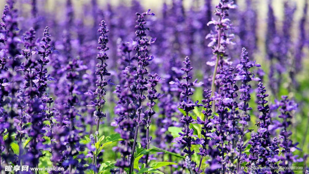 薰衣草田园图片