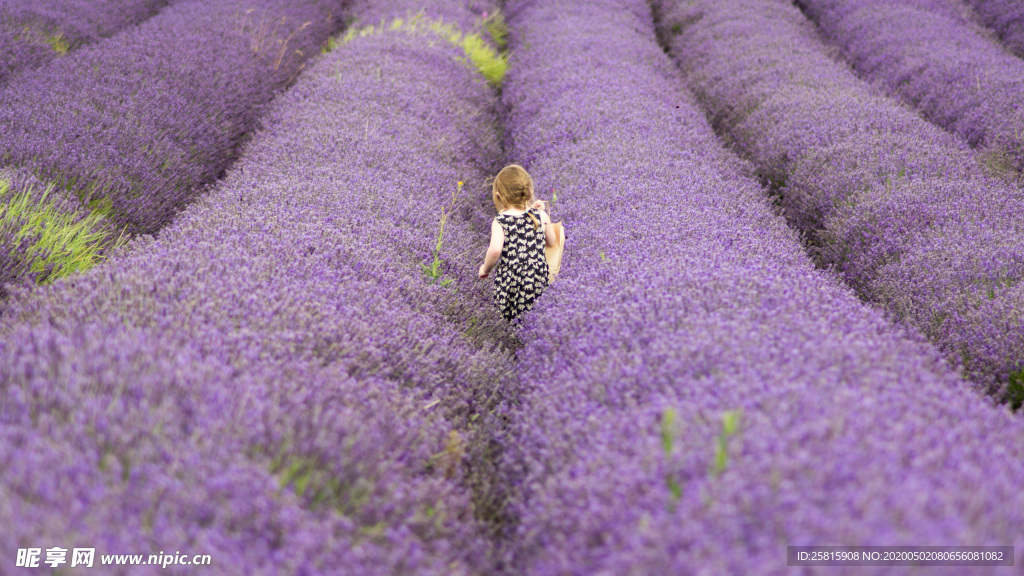 薰衣草田园图片