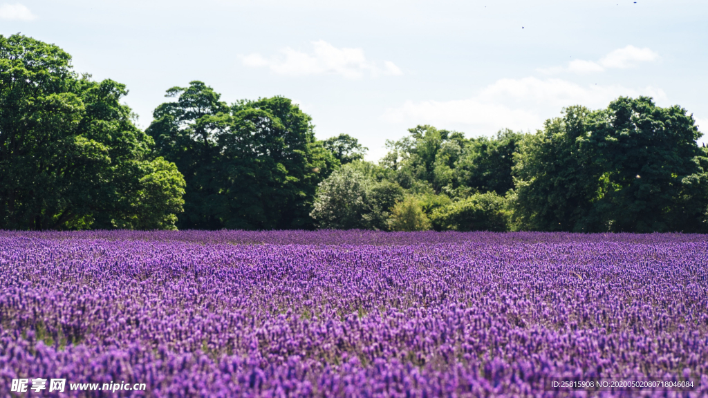 薰衣草田园图片