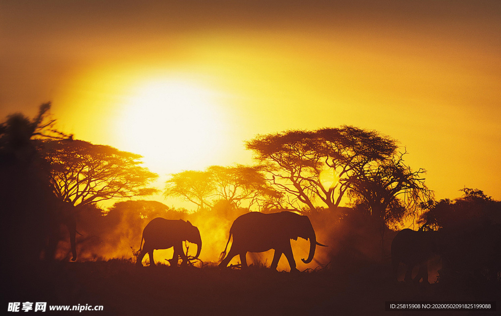 大象剪影轮廓图片