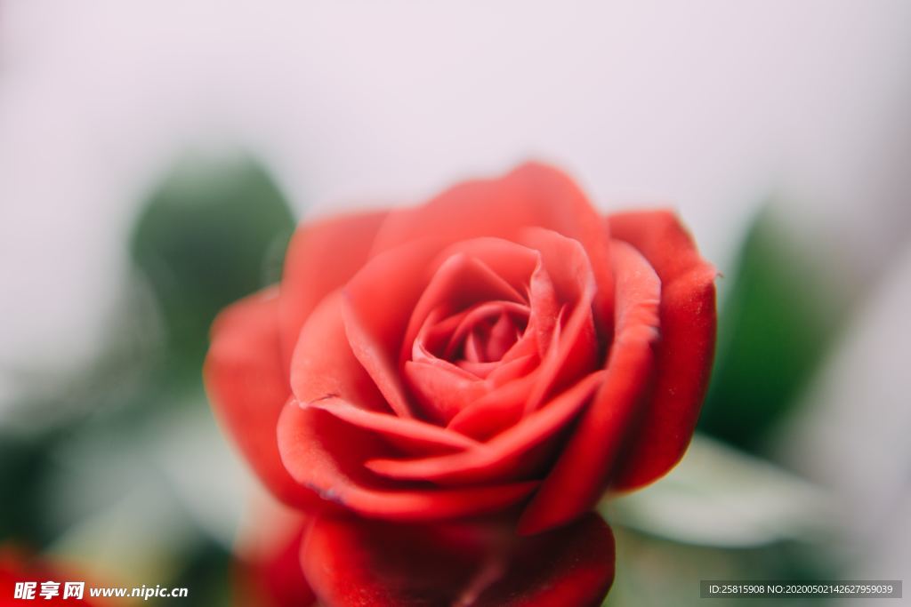 红玫瑰花月季花图片