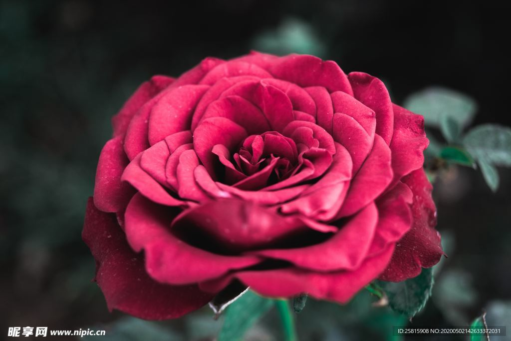 红玫瑰花月季花图片