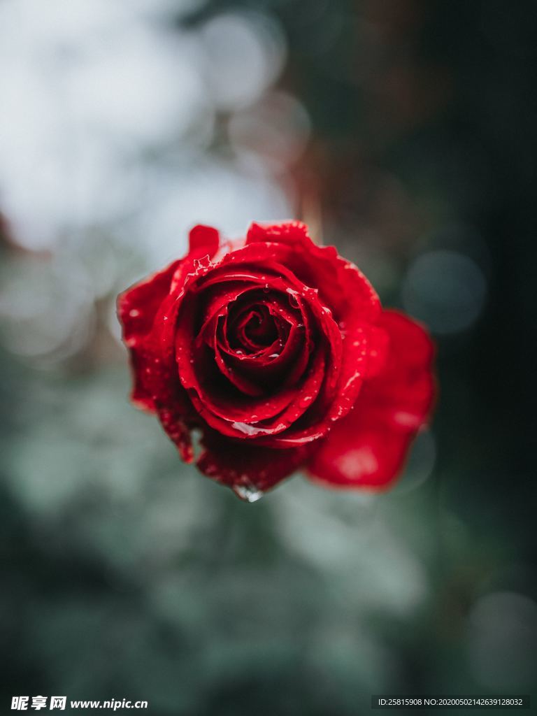 红玫瑰花月季花图片