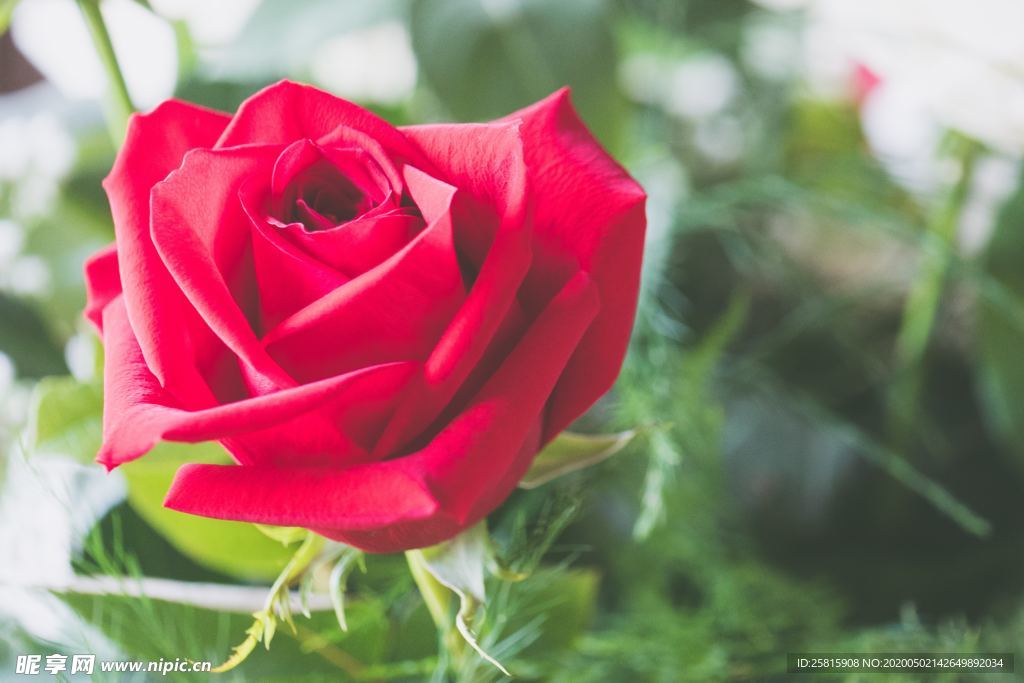 红玫瑰花月季花图片