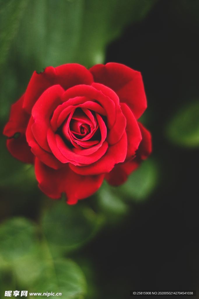 红玫瑰花月季花图片