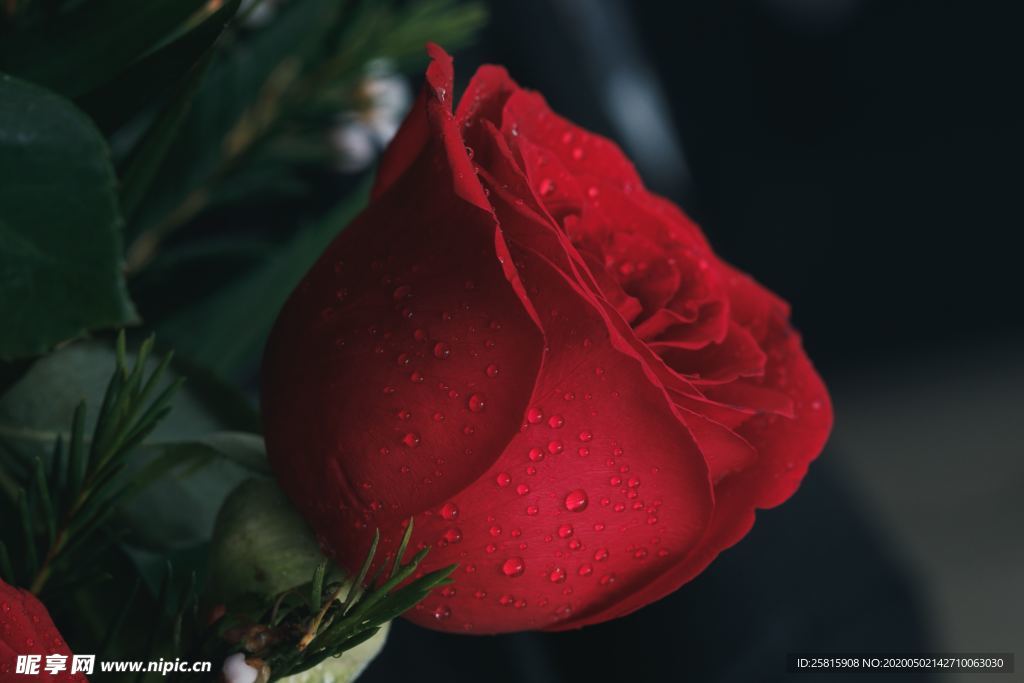 红玫瑰花月季花图片