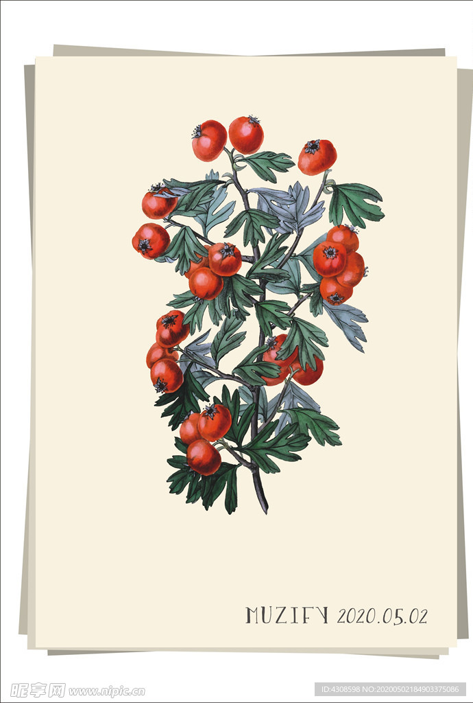 东方山楂 植物图鉴