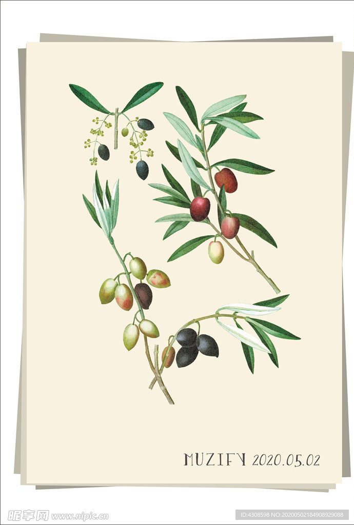 油橄榄 植物图鉴