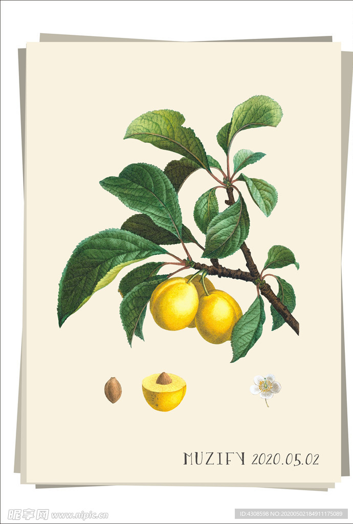 黄金奈李 水果图鉴