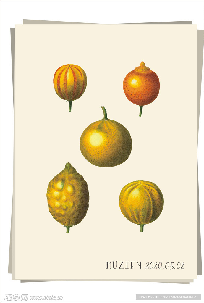 桔子 柠檬 水果图鉴