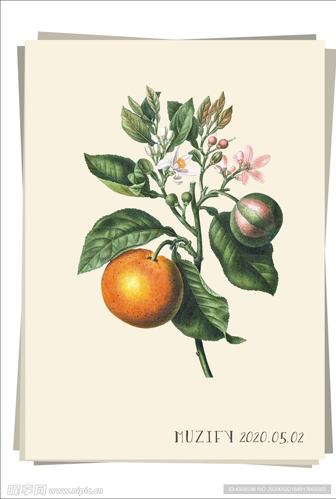 橘子树和花 植物图鉴