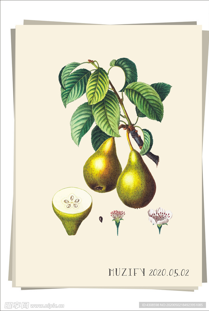 梨和花 水果图鉴