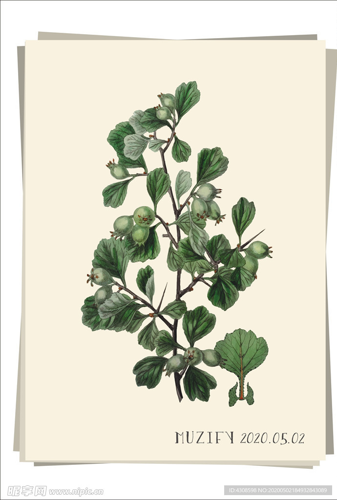 山楂树 植物图鉴