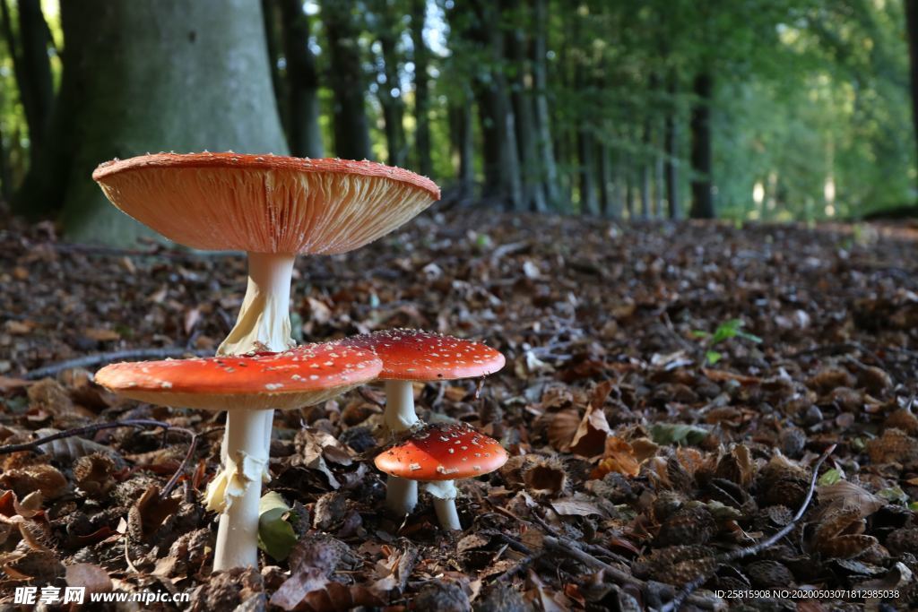 蘑菇菌类野生图片