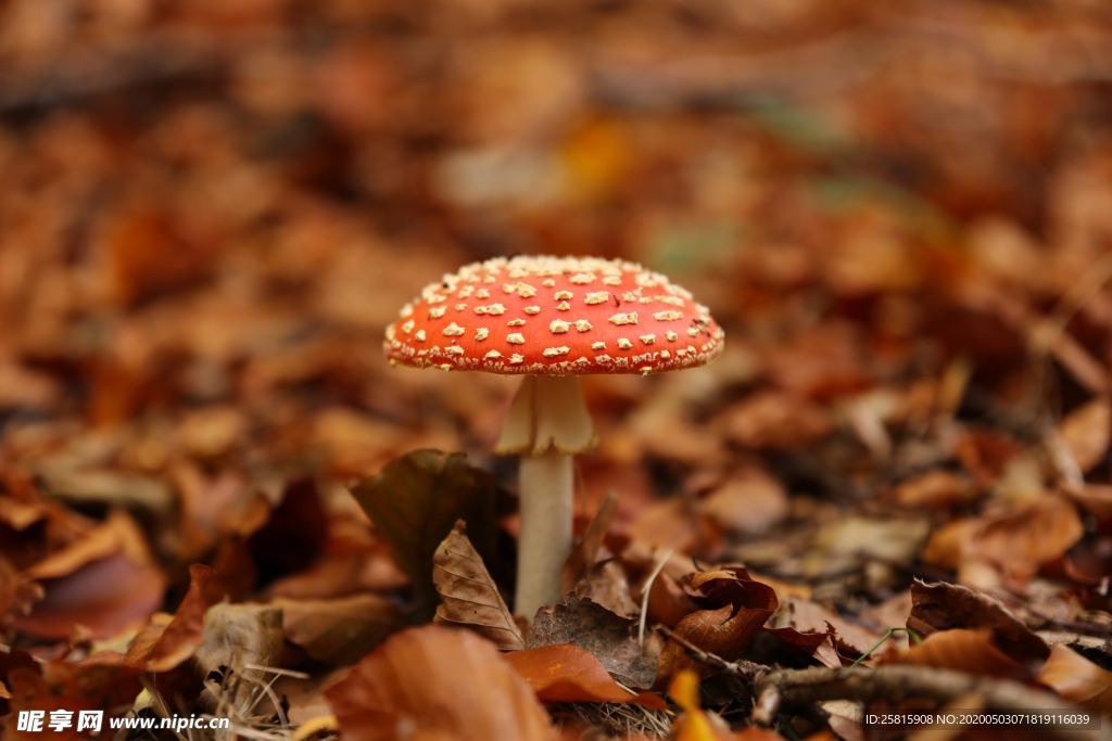 蘑菇菌类野生图片