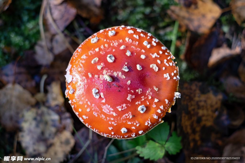 蘑菇菌类野生图片