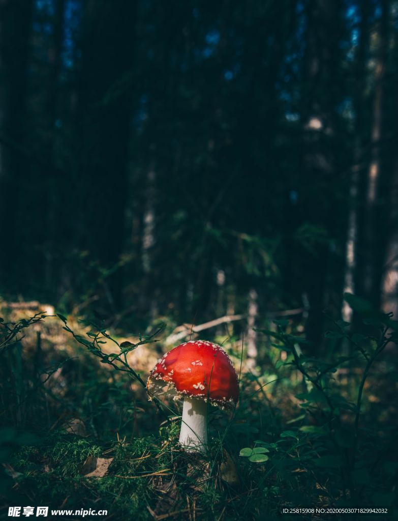 蘑菇菌类野生图片