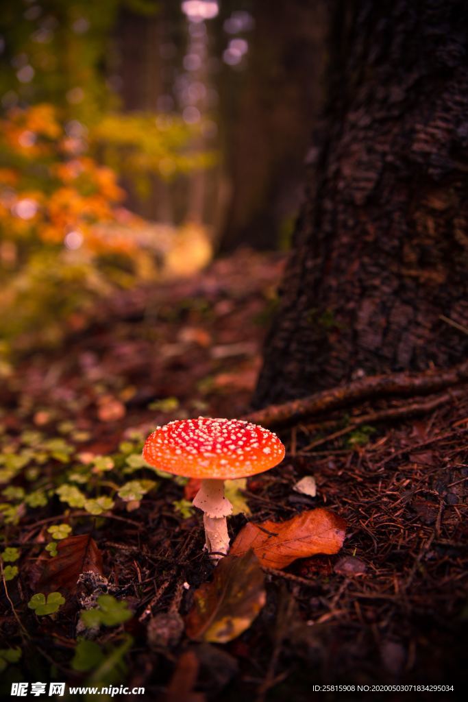 蘑菇菌类野生图片