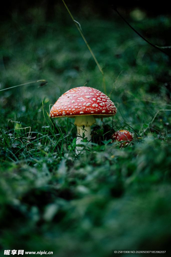 蘑菇菌类野生图片