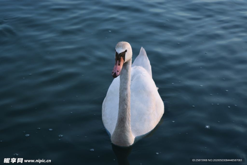 白天鹅空山鸟语图片