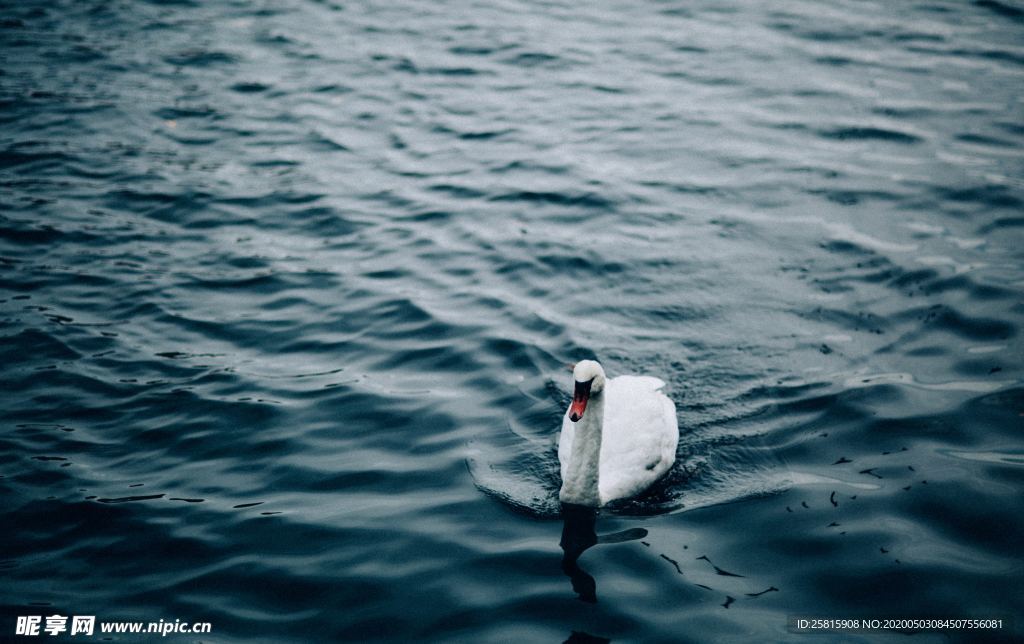 白天鹅空山鸟语图片