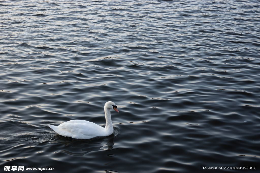 白天鹅空山鸟语图片
