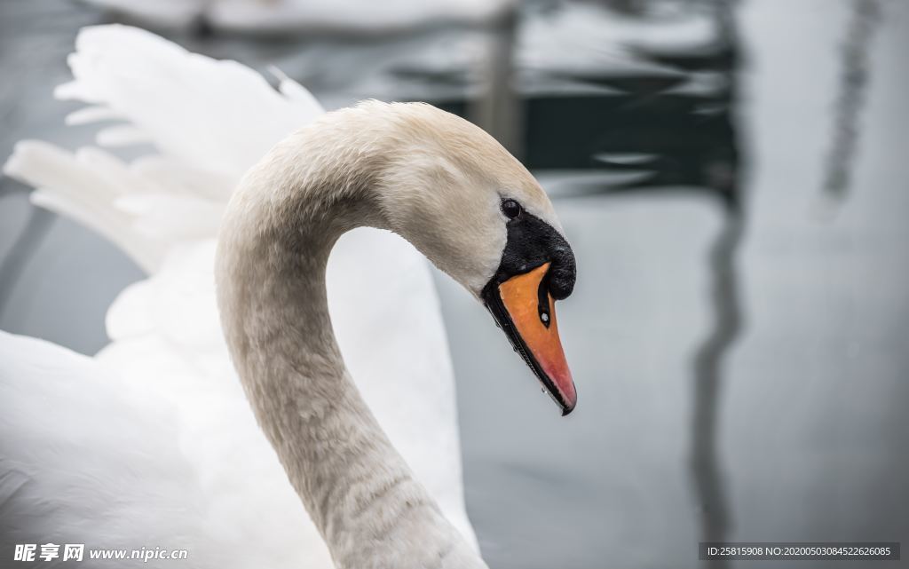 白天鹅空山鸟语图片