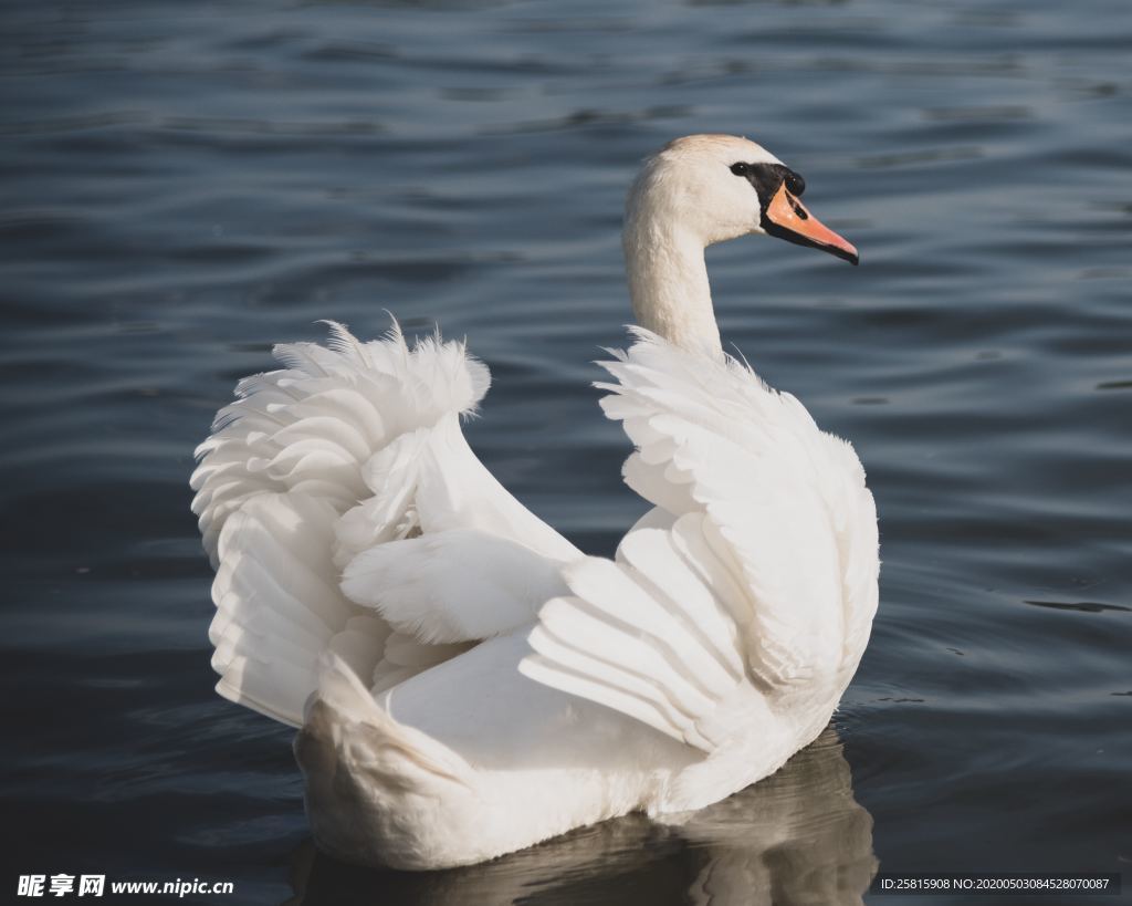 白天鹅空山鸟语图片